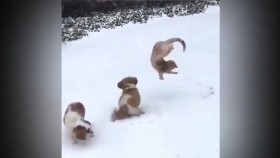 ᠬᠥᠭᠡᠷᠦᠬᠦᠨ ᠮᠤᠤᠷ 01Хөөрхөн муур