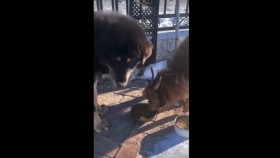 ᠤᠯᠠᠭᠠᠨ ᠢᠮᠠᠭ᠎ᠠ ᠪᠠ ᠪᠠᠩᠬᠤᠷ ᠨᠣᠬᠠᠢУлаан ямаа ба банхар нохой