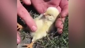 ᠬᠥᠭᠡᠷᠦᠬᠦᠨ ᠠᠮᠢᠲᠠᠨ 01Хөөрхөн амьтан