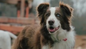 ᠴᠢᠨᠣ᠎ᠠ ᠶᠢ ᠳᠡᠢᠯᠬᠦ ᠠᠷᠪᠠᠨ ᠡᠭᠦᠯᠳᠡᠷ ᠦᠨ ᠨᠣᠬᠠᠢЧоныг дийлэх 10 үүлдрийн нохой. _ Top 10 Dog Breeds that can Defeat Wolves