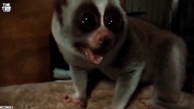 ᠬᠡᠵᠢᠶ᠎ᠡ ᠴᠤ᠌ ᠬᠦᠷᠴᠦ ᠪᠣᠯᠬᠤ ᠦᠭᠡᠢ ᠥᠬᠦᠭᠡᠷᠳᠡᠮ᠎ᠡ ᠠᠷᠪᠠᠨ ᠠᠮᠢᠲᠠᠳХэзээ ч хүрч болохгүй өхөөрдөм 10 амьтад