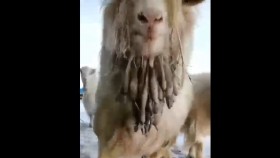 ᠮᠥᠰᠦᠨ ᠰᠠᠬᠠᠯᠲᠤМөсөн сахалт