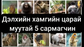 ᠳᠡᠯᠡᠬᠡᠢ ᠶᠢᠨ ᠬᠠᠮᠤᠭ ᠤᠨ ᠴᠢᠷᠠᠢ ᠮᠠᠭᠤ ᠲᠠᠢ 5 ᠰᠠᠷᠮᠠᠭᠴᠢᠨДэлхийн хамгийн царай муутай 5 сармагчин