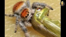 ᠠᠭᠠᠯᠵᠢ᠎ ᠲᠡᠮᠡᠭᠡᠨ ᠠᠭᠠᠯᠵᠢ ᠡᠬᠡ ᠶᠢ ᠪᠡᠨ ᠢᠳᠡᠳᠡᠭ ᠦᠦ Аалз_ Тэмээн аалз эхийгээ иддэг үү