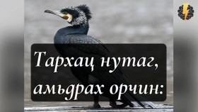 ᠳᠡᠯᠡᠬᠡᠢ ᠶᠢᠨ ᠬᠠᠮᠤᠭ ᠤᠨ ᠶᠡᠬᠡ ᠦᠵᠡᠨ ᠶᠠᠳᠠᠭᠳᠠᠭᠰᠠᠨ ᠰᠢᠪᠠᠭᠤ - ᠬᠠᠷ᠎ᠠ ᠭᠠᠯᠠᠭᠤ ᠪᠤᠶᠤ ᠲᠤᠷᠤᠭ ᠭᠣᠭᠣᠢДэлхийн хамгийн их үзэн ядагдсан шувуу - хар галуу буюу тураг гогой