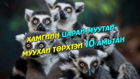ᠬᠠᠮᠤᠭ ᠤᠨ ᠴᠢᠷᠠᠢ ᠮᠠᠭᠤ ᠲᠠᠢ᠂ ᠡᠪ ᠦᠭᠡᠢ ᠲᠥᠷᠬᠥ ᠲᠡᠢ ᠠᠷᠪᠠᠨ ᠠᠮᠢᠲᠠᠨХамгийн царай муутай, эвгүй төрхтэй 10 амьтан