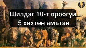 ᠬᠣᠣᠷ ᠪᠣᠯᠤᠨ ᠬᠢᠮᠢ ᠶᠢᠨ ᠪᠣᠳᠠᠰ ᠲᠤ ᠠᠰᠢᠭᠯᠠᠳᠠᠭ ᠲᠠᠪᠤᠨ ᠬᠥᠬᠦᠲᠡᠨ ᠠᠮᠢᠲᠠᠨХор болон химийн бодист ашигладаг 5 хөхтөн амьтан