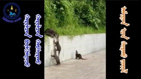 ᠬᠠᠷᠢᠯᠴᠠᠨ ᠪᠦᠯᠬᠦᠮᠳᠡᠵᠦ  ᠬᠠᠷᠢᠯᠴᠠᠨ ᠬᠠᠪᠰᠤᠷᠬᠤ-ᠠᠮᠢᠲᠠᠨ ᠠᠴᠠ ᠰᠤᠷᠬᠤ ᠵᠦᠢᠯХарилцан бүлгэмдэж харилцан хавсарах-Амьтнаас сурах зүйл