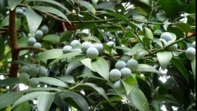 ᠬᠤᠯᠤᠰᠤᠯᠢᠭ ᠲᠣᠢᠳ ᠤ᠋ᠨ ᠮᠣᠳᠣХулслаг тойдын мод