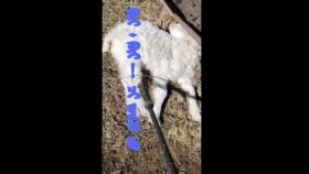 ᠬᠥᠢ ᠬᠥᠢ! ᠴᠢ ᠵᠦᠭᠡᠷ ᠦᠦХүй хүй! чи зүгээр үү