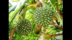 ᠲᠤᠱᠠᠮᠠᠨ ᠵᠢᠮᠢᠰТушман жимс