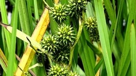ᠬᠠᠷ᠎ᠠ ᠭᠤᠷᠪᠠᠯᠵᠢ ᠡᠪᠡᠰᠦХар гурвалж өвс