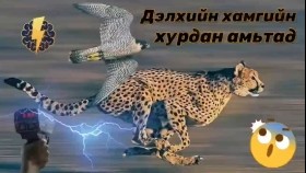 ᠳᠡᠯᠡᠬᠡᠢ ᠶᠢᠨ ᠬᠠᠮᠤᠭ ᠤᠨ ᠬᠤᠷᠳᠤᠨ ᠠᠮᠢᠲᠠᠳДэлхийн хамгийн хурдан амьтад