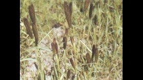 ᠪᠤᠯᠠᠭᠠᠨБулган