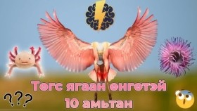 ᠲᠡᠭᠦᠰ ᠶᠠᠭᠠᠨ ᠥᠩᠭᠡ ᠲᠡᠢ 10 ᠠᠮᠢᠲᠠᠨТөгс ягаан өнгөтэй 10 амьтан