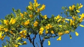 ᠠᠯᠲᠠᠨ ᠬᠠᠷᠭᠠᠨ᠎ᠠАлтан харганаAltan khargana
