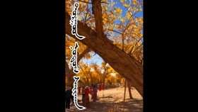 ᠲᠤᠷᠭᠤᠤᠨ ᠨᠤᠲᠤᠭ ᠰᠠᠢᠬᠠᠨ - ᠱᠠᠬᠳᠠᠷ Торгууд нутаг сайхан-Шагтар