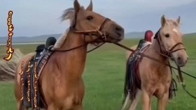 ᠬᠣᠣᠰ ᠰᠢᠷᠭ᠎ᠠ - ᠨ· ᠪᠠᠰᠠᠩᠳᠣᠷᠵᠢ Хос шарга-Н·Баасандорж