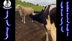 ᠡᠬᠡ ᠶᠢᠨ ᠬᠠᠢᠷ᠎ᠠЭхийн хайрEhiin hair