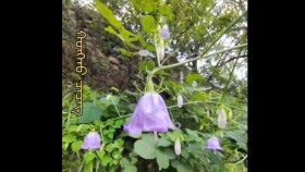 ᠬᠣᠩᠬᠣ ᠴᠡᠴᠡᠭХонх цэцэг