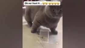 ᠢᠨᠢᠶᠡᠳᠦ ᠲᠡᠢ ᠥᠬᠦᠭᠡᠷᠳᠡᠮ᠎ᠡ ᠠᠮᠢᠲᠠᠳинээдтэй өхөөрдөм амьтд????????