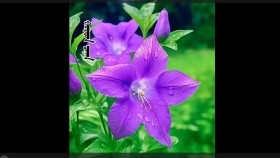 ᠬᠤᠷᠳᠤᠨ ᠴᠠᠭᠠᠨХурдан цагаан